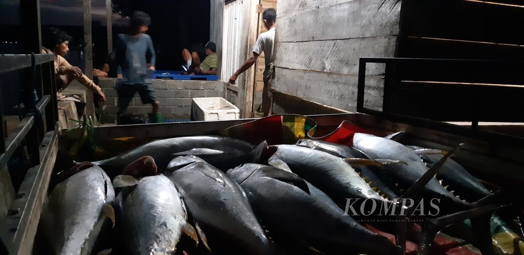 Seusai dibersihkan isi perut dan kepalanya, ikan tuna yang telah melalui proses penimbangan di Desa Sangowo, Kecamatan Morotai Timur, Kabupaten Pulau Morotai, Maluku Utara, Rabu (27/7/2022) malam, siap dikirim ke perusahaan pengolahan tuna.