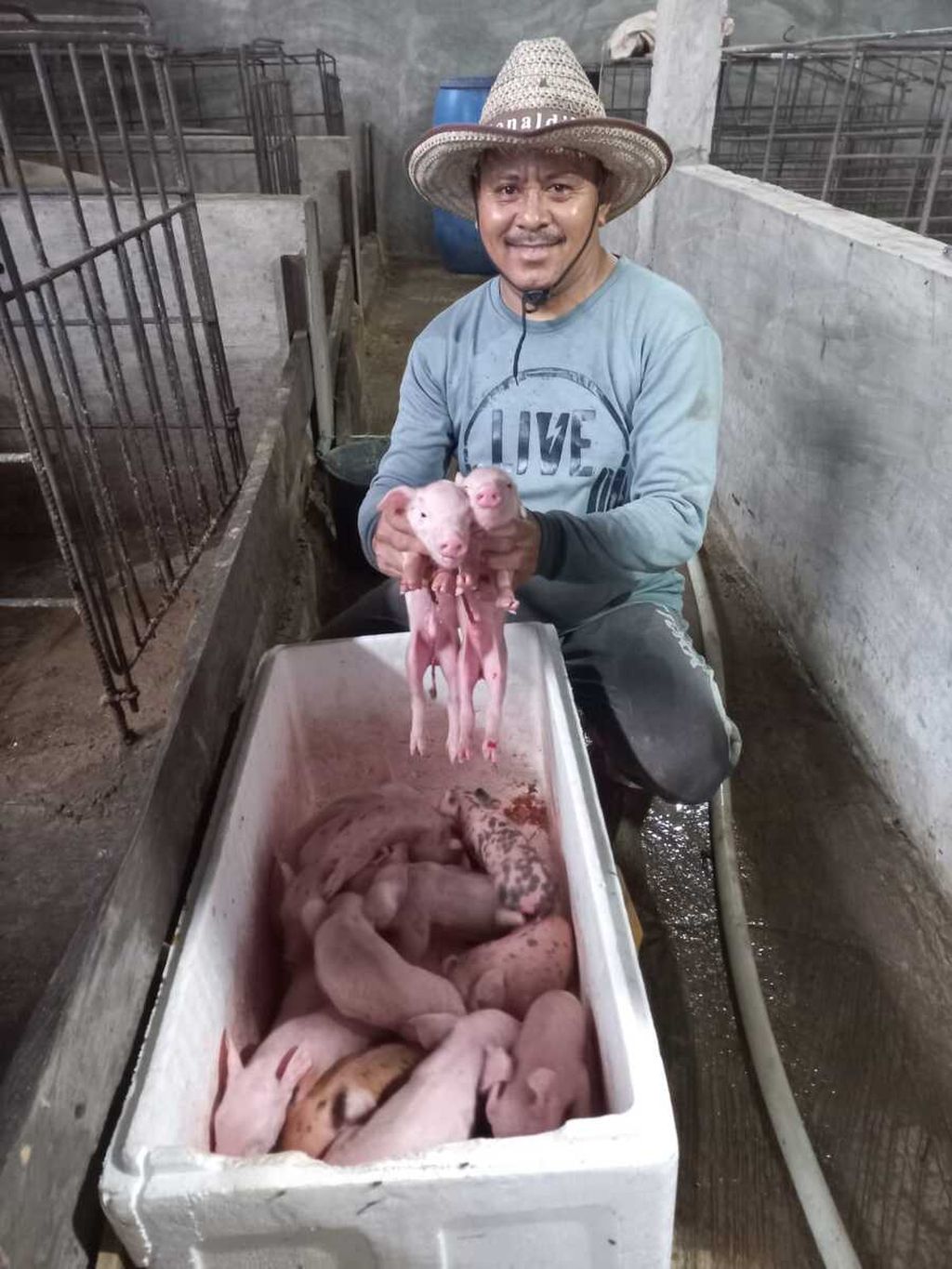 Peternak di Kelurahan Fatukoa, Kota Kupang, NTT, Daniel Aluman (47), memperlihatkan 15 anak babi yang baru saja dilahirkan dari induk jenis duroch, Rabu (18/1/2023). Ia harus memisahkan anak babi dari induknya agar tidak dimangsa sang induk.