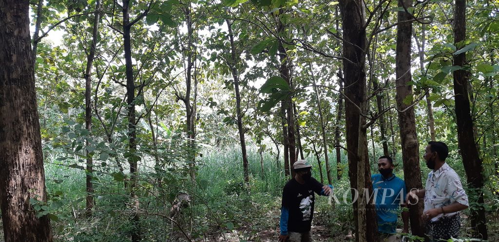 Decky Suprapto (38), warga Desa Selobanteng, Kecamatan Banyuglugur, Kabupaten Situbondo, Jawa Timur, menunjukkan pohon jati  yang diagunkan guna mendapatkan kredit tunda tebang (KTT) dari pemerintah. 