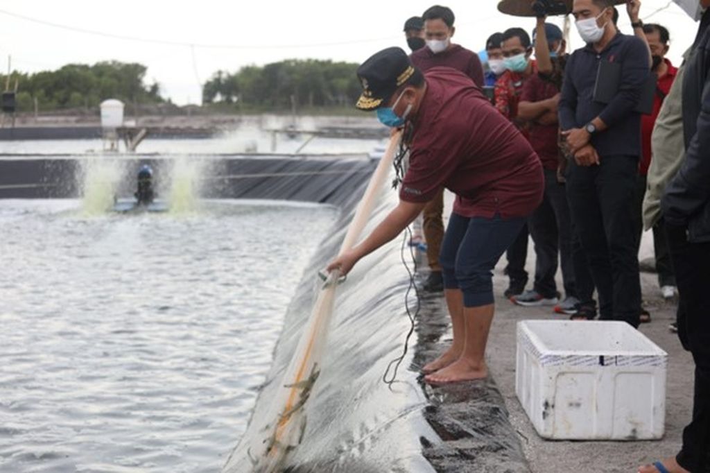 Gubernur Kalteng Sugianto Sabran melepaskan benur atau benih udang vaname di kolam <i>shrimp estate</i> di Desa Sungai Raja, Kabupaten Sukamara, Kalimantan Tengah, Kamis (30/11/2023).