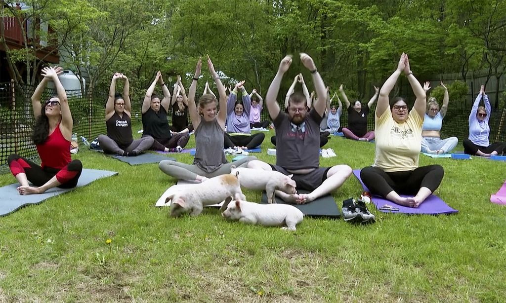 Para peserta kelas yoga bersama babi di Spencer, Massachusetts, AS.