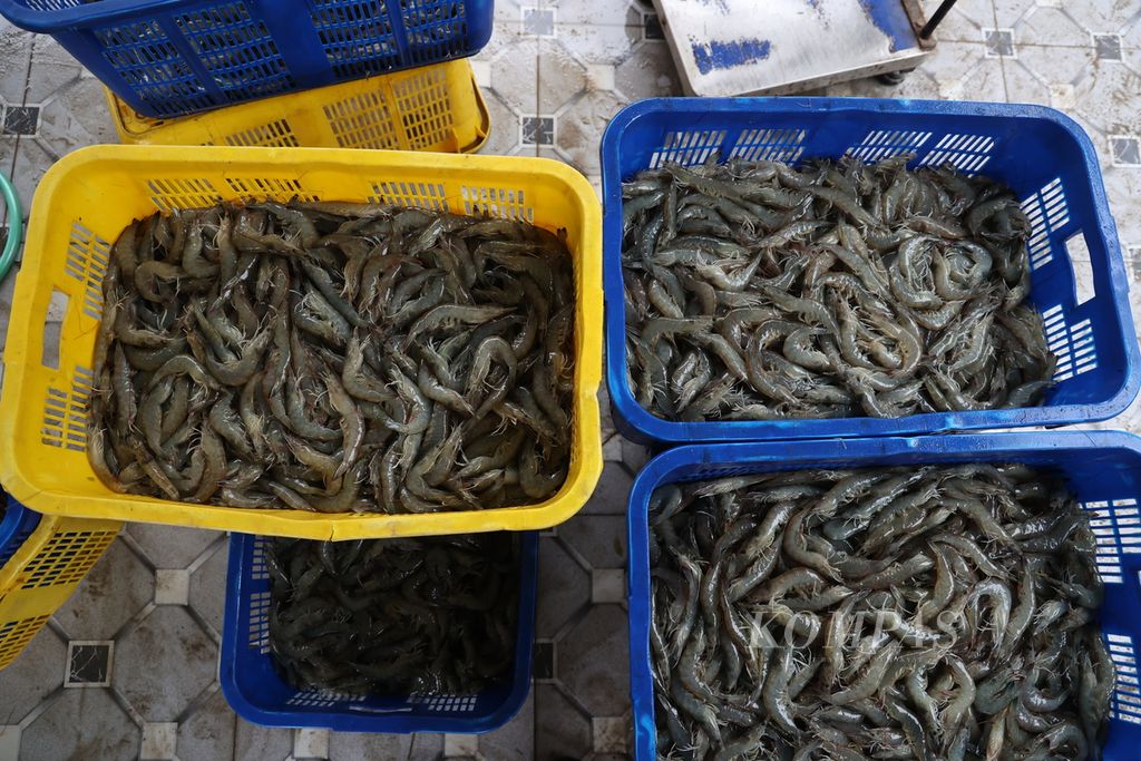 Workers brought in from Kendal sort the harvest of vaname shrimp (<i>Litopenaeus vannamei</i>) in one of the shrimp ponds in Karimunjawa Village, Karimunjawa District, Jepara, Central Java, Wednesday (17/4/2024).