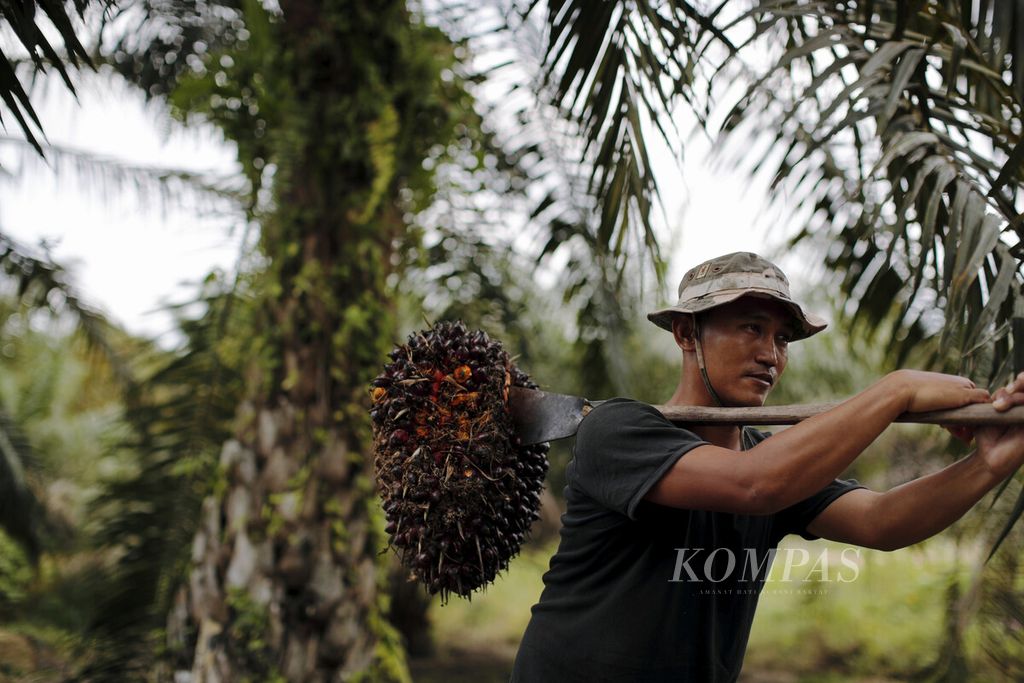 Petani memanen sawit di Desa Anggah Jaya, Kecamatan Sintang, Kabupaten Sintang, Kalimantan Barat, Selasa (12/10/2021). Limbah cangkang sawit tersebut digunakan untuk campuran bahan bakar batubara di PLTU Sintang.