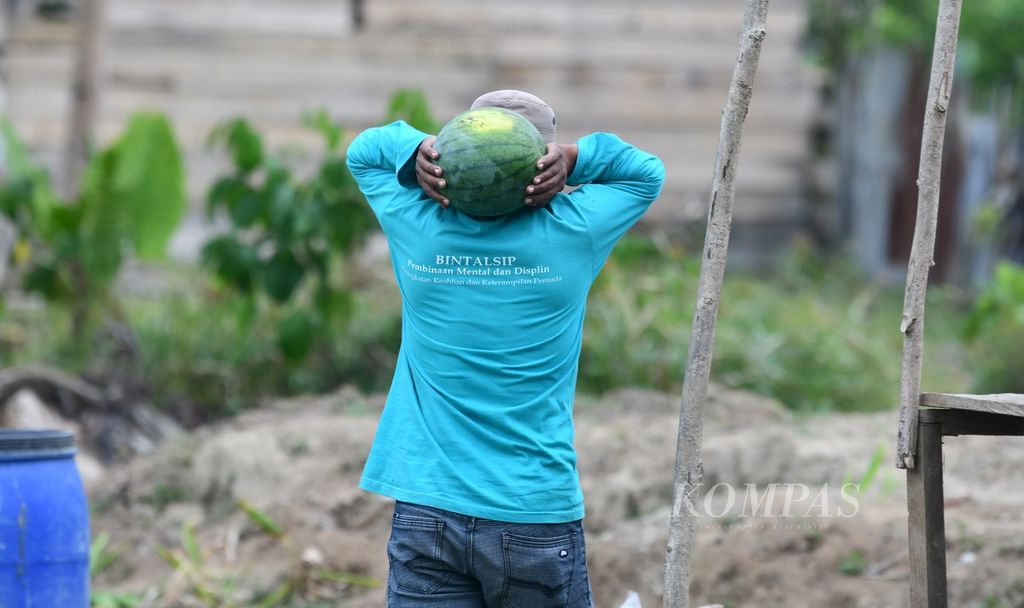 Anggota kelompok tani membawa semangka di Desa Buton, Pulau Obi, Halmahera Selatan, Maluku Utara, Minggu (26/11/2023).  