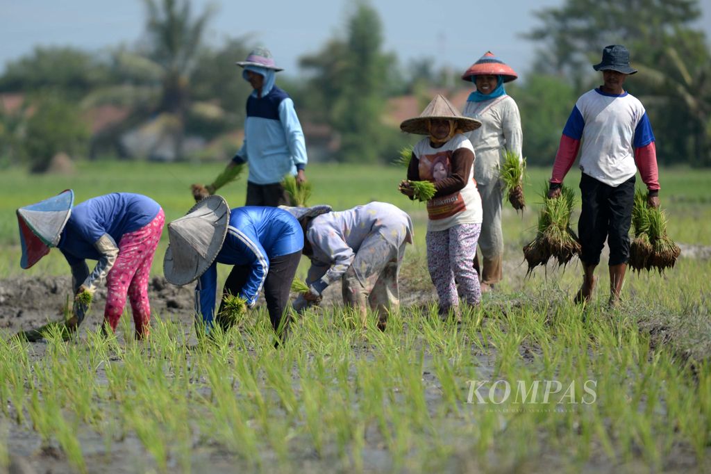 Buruh Tanam Banten - Aktivitas buruh tanam di Desa Margasana, Kecamatan Kramatwatu, Kota Serang, Provinsi Banten, Jumat (19/6/2015). Para buruh tanam di kawasan tersebut perharinya mendapatkan upah sebesar Rp 60.000.