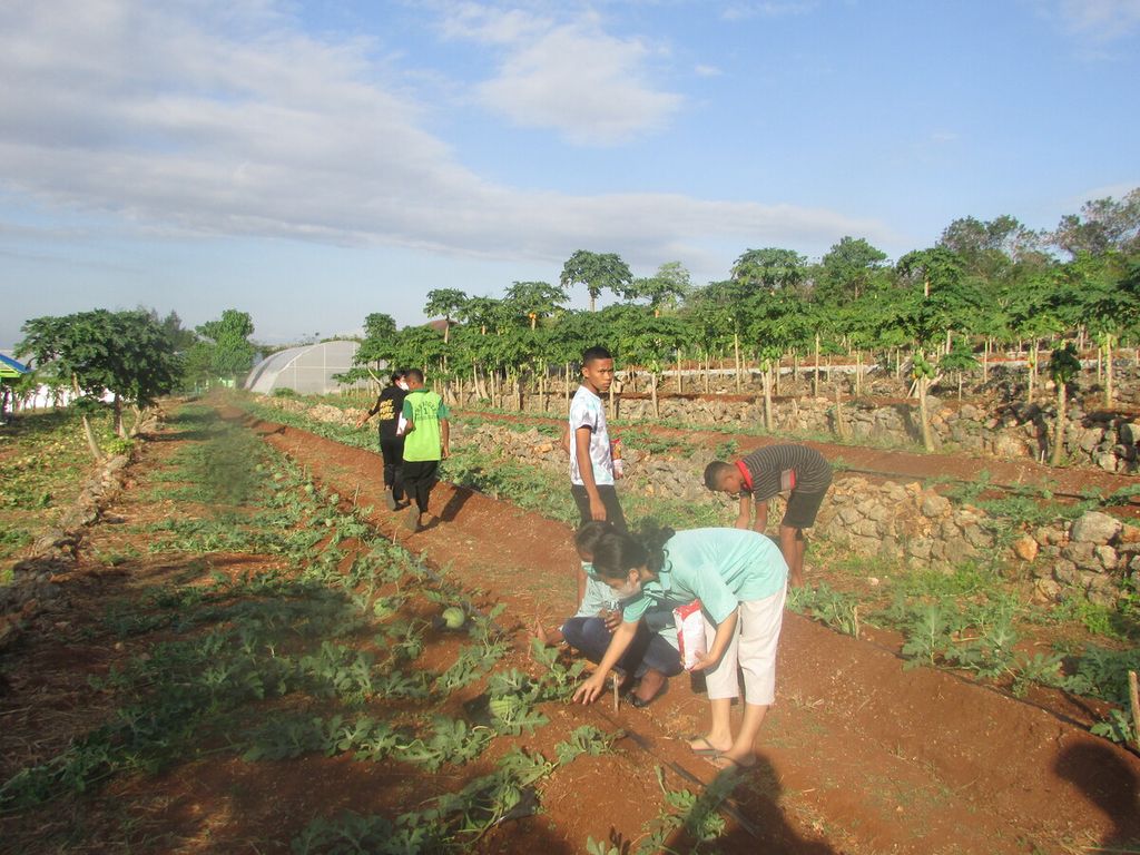 Maria Della Aleksandra Teras (baju biru muda) sedang memasukkan pupuk NPK ke dalam tanah, dekat pohon semangka yang sedang berbuah di lahan kering Laboratorium Pertanian Lahan Kering Undana, Kupang, Selasa (14/6/2022).