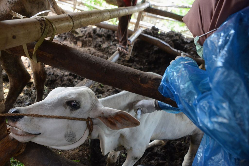 Petugas menyuntikkan vaksin antraks pada tubuh sapi ternak di Desa Dadapayu, Kecamatan Semanu, Kabupaten Gunung Kidul, DI Yogyakarta, Rabu (22/1/2020). 