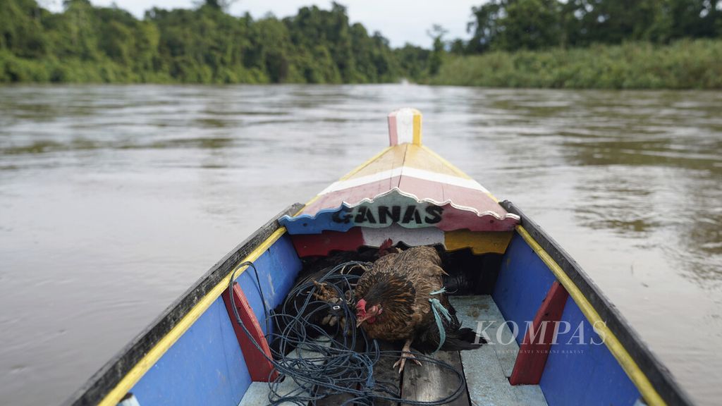  Perahu ketinting membawa ayam kampung yang akan dijual di sekitar Bandara Korowai Batu di Kabupaten Boven Digoel, Papua, Senin (9/3/2020). Sungai Deiram berhulu di Pegunungan Tengah, melintasi kampung-kampung di selatan Papua, termasuk wilayah adat suku Korowai. Airnya mengalir sejauh ratusan kilometer melintasi sejumlah kabupaten, meliuk-liuk dan bergabung dengan sungai lain, sebelum berujung di Laut Arafura. 