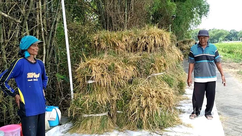 Petani di Desa Wonokupang, Sidoarjo, Jawa Timur, memanen tanaman padinya, Minggu (3/3/2024). Harga gabah kering panen mencapai Rp 7.200 per kg, sedangkan gabah kering giling Rp 8.500 per kg.