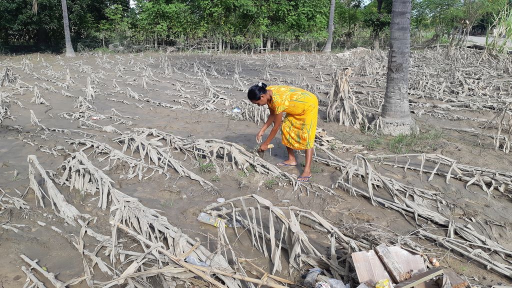 Warga Desa Fahiluka, Kecamatan Malaka Tengah, Kabupaten Malaka, Nusa Tenggara Timur, mengambil bulir jagung yang tersisa setelah diterjang banjir akibat siklon tropis Seroja, Rabu (21/4/2021). Warga setempat kini mengalami kekurangan pangan.