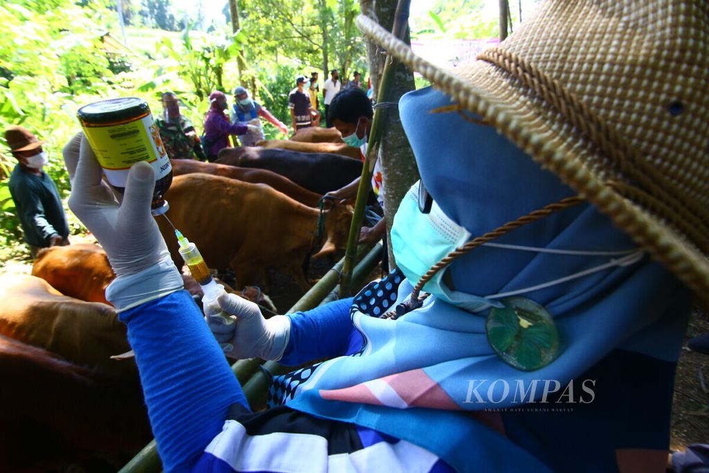 Petugas Veteriner bersiap menyuntikkan vitamin untuk sapi-sapi milik peternak di Kelurahan Boyolangu, Banyuwangi, Selasa (16/6/2020). Dinas Pertanian dan Ketahanan Pangan Banyuwangi menggelar pengobatan gratis sebagai upaya pencegahan penyakit menular pada sapi-sapi indukan yang nantinya akan menghasilkan bibit-bibit sapi untuk didistribusikan di seluruh Jawa Timur.