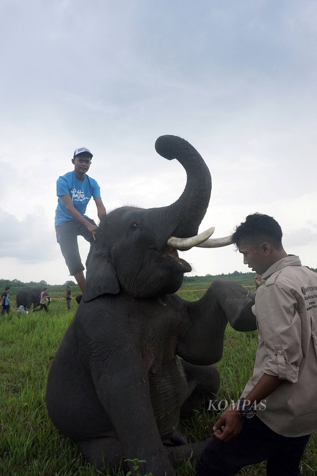 Seekor gajah jinak menunjukkan atraksi di depan pengunjung di dalam Kawasan Taman Nasional Way Kambas, Kabupaten Lampung Timur, Provinsi Lampung, Sabtu (11/11/2017). Sepanjang Januari hinggga Oktober 2017, jumlah wisatawan domestik dan asing yang berkunjung ke TNWK sebanyak 61.909 orang. Jumlah itu meningkat hampir dua kali lipat dari jumlah kunjungan wisatawan tahun sebelumnya, yakni 35.989 orang.