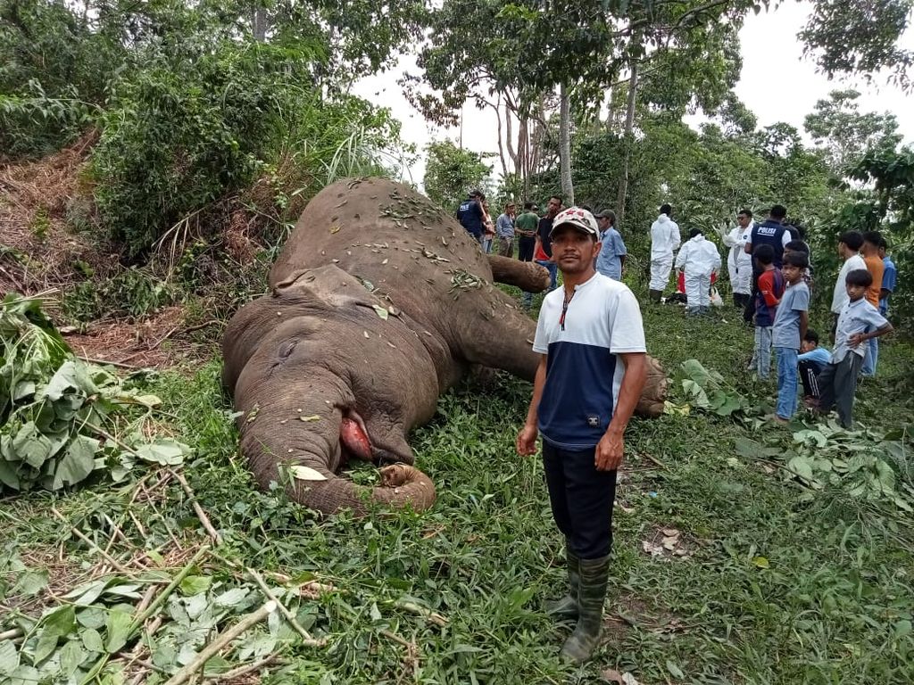 Satu ekor gajah sumatera mati di perkebunan warga di Desa Karang Ampar, Kecamatan Ketol, Aceh Tengah, Provinsi Aceh, Senin (11/3/2024). Satwa lindung itu diduga mati karena terkena kabel listrik yang dipasang di perkebunan warga.