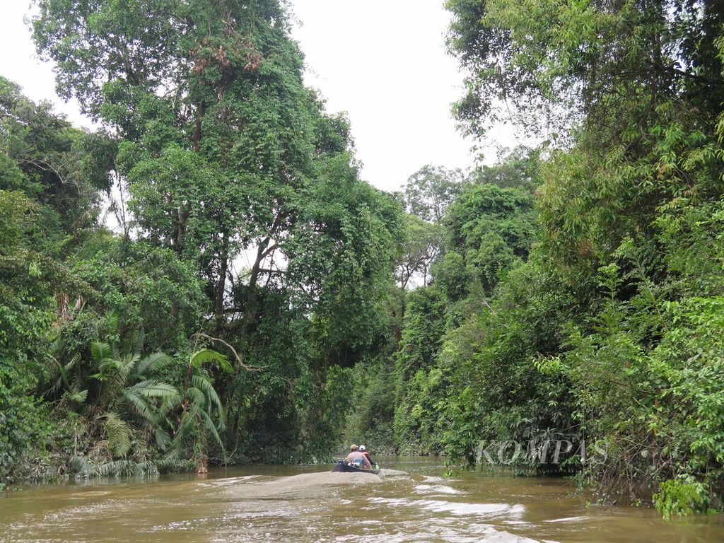 Menyusuri sungai di Hutan Harapan, perbatasan Jambi dan Sumatera Selatan, November 2014.