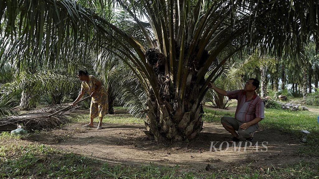 Pintauli Manurung (kiri) dan Esron Simbolon, anaknya, membersihkan tanaman liar di kebun kelapa sawit milik mereka di kawasan Nagari Pengkolan, Kecamatan Bosar Maligas, Simalungun, Sumatera Utara, pertengahan Maret 2018. 