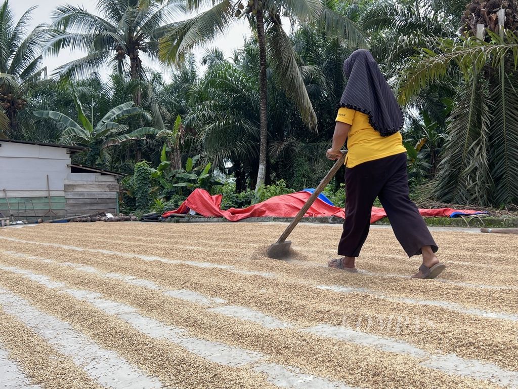 Buruh menjemur padi di salah satu penggilingan di Desa Lasampi Kecamatan Bumi Raya, Morowali, Sulawesi Tengah, Sabtu (30/12/2023).