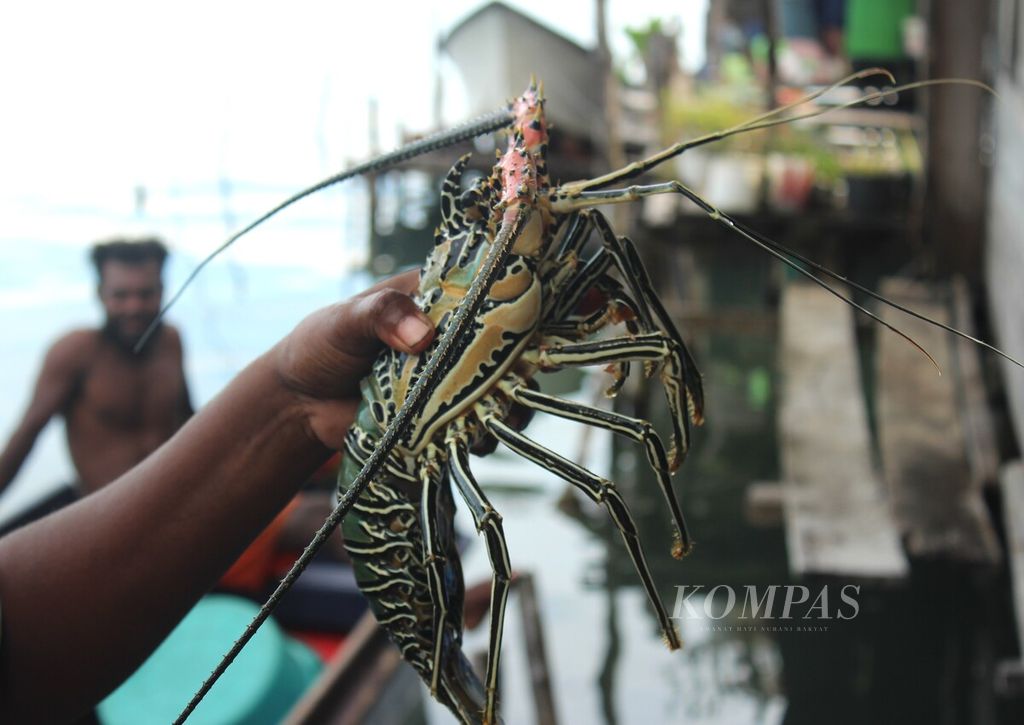Seorang warga menunjukkan lobster hasil dari buka sasi di Kampung Kapatcol, Misool Barat, Kabupaten Raja Ampat, Papua Barat Daya, Rabu (27/3/2024). Hingga Rabu sore, pembukaan sasi yang dikelola Kelompok Perempuan Waifuna itu menghasilkan 1.138 teripang, 599 lola, dan 20 lobster.
