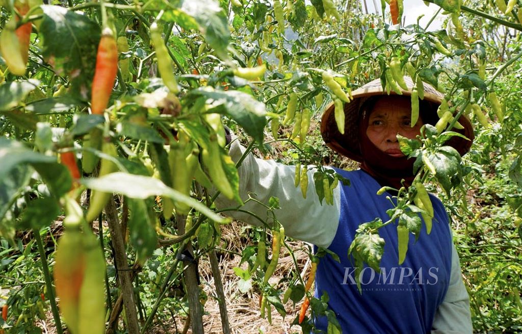 Salah satu petani, Pailah (50), memanen cabai rawit merah di Desa Bumen, Kecamatan Sumowono, Kabupaten Semarang, Jawa Tengah, Senin (18/9). Harga cabai di tingkat petani terus merosot hingga berkisar Rp 5.000-Rp 6.000 per kilogram (kg). Akibatnya, petani merugi dan kekurangan modal untuk mengolah lagi lahannya.