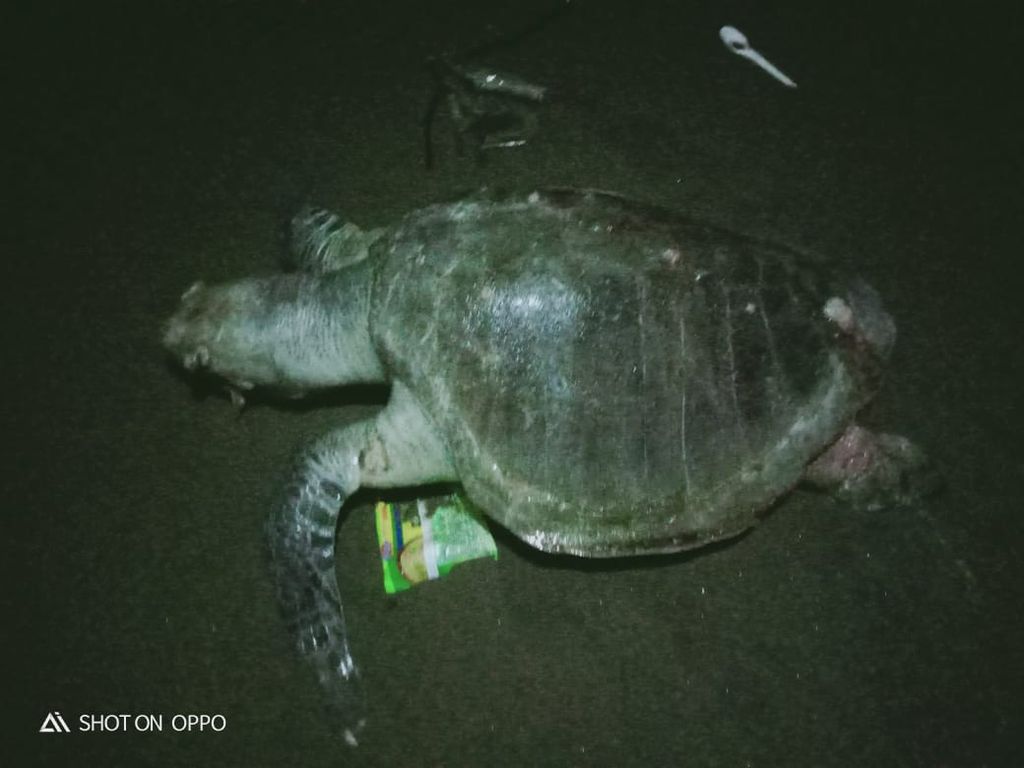 Bangkai penyu lekang ditemukan di Pantai Wagir Indah, Adipala, Cilacap, Jawa Tengah, Senin (30/5/2022). Penyu mati diduga akibat memakan sampah plastik.