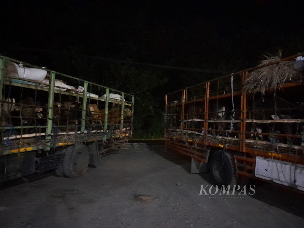Dua truk bermuatan sapi dari Bima, Nusa Tenggara Barat, tujuan Jakarta, terparkir di halaman sebuah warung makan di Kabupaten Situbondo, Jawa Timur, Rabu (31/5/2023) dini hari. 
