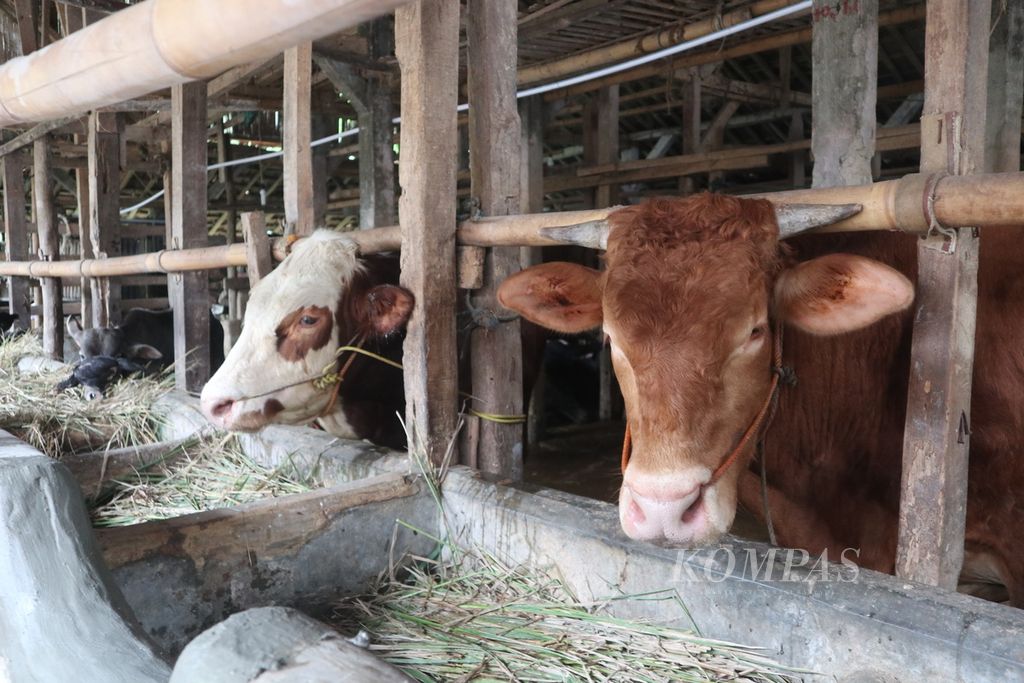 Suasana kandang sapi di Kabupaten Kuningan, Jawa Barat, Selasa (17/5/2022). Hingga kini, petugas menemukan tujuh sapi yang mengalami penyakit mulut dan kuku. Selain mengisolasi ternak itu, Dinas Perikanan dan Peternakan Kuningan juga akan membagikan vitamin untuk hewan tersebut.