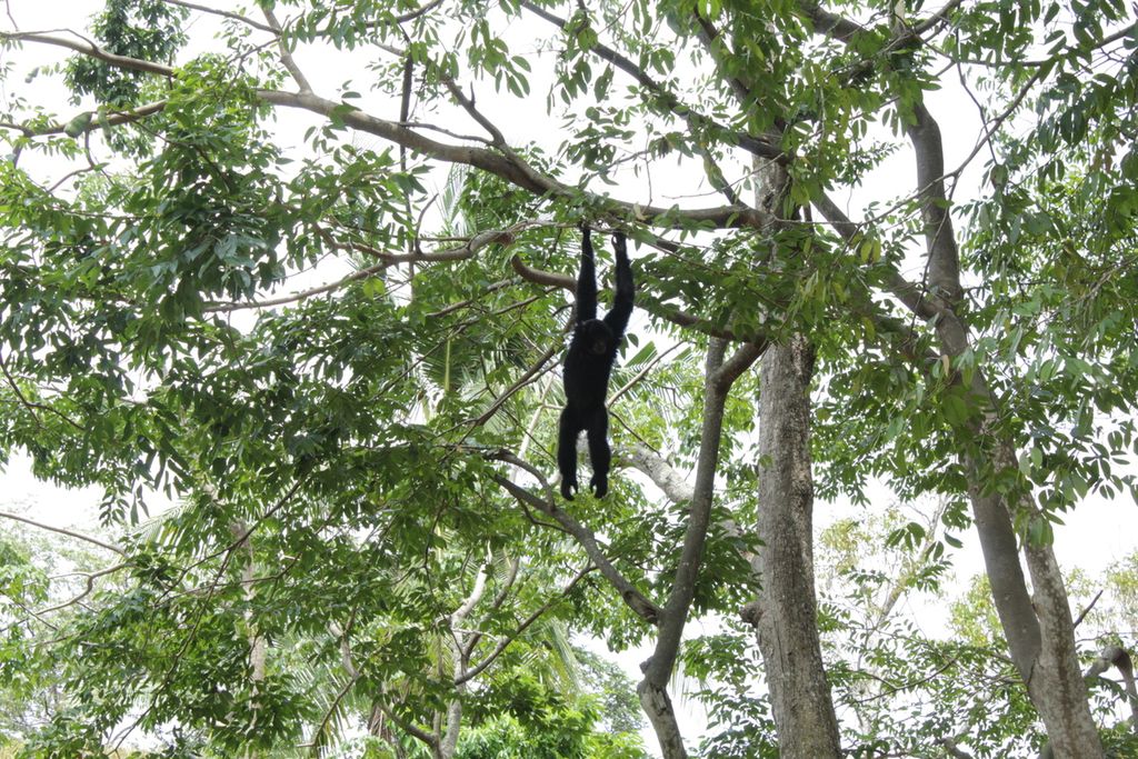 Seekor siamang yang dirawat di Taman Satwa Lembah Hijau, Bandar Lampung, bergelantungan di pohon, Senin (29/1/2024). 