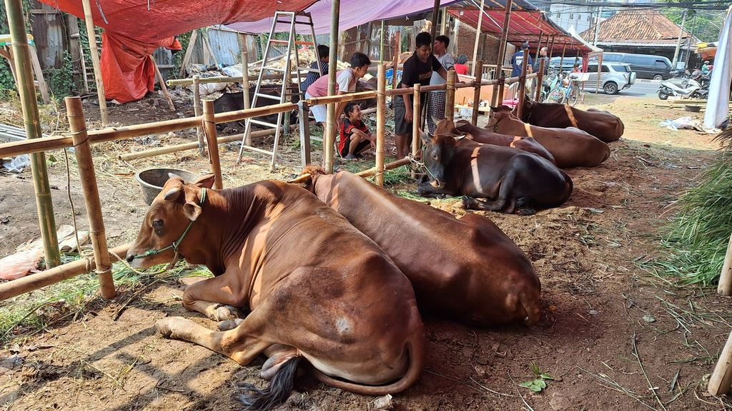 Lapak penjual sapi kurban di Kelurahan Kebon Melati, Kecamatan Tanah Abang, Jakarta Pusat, Senin (10/6/2024).