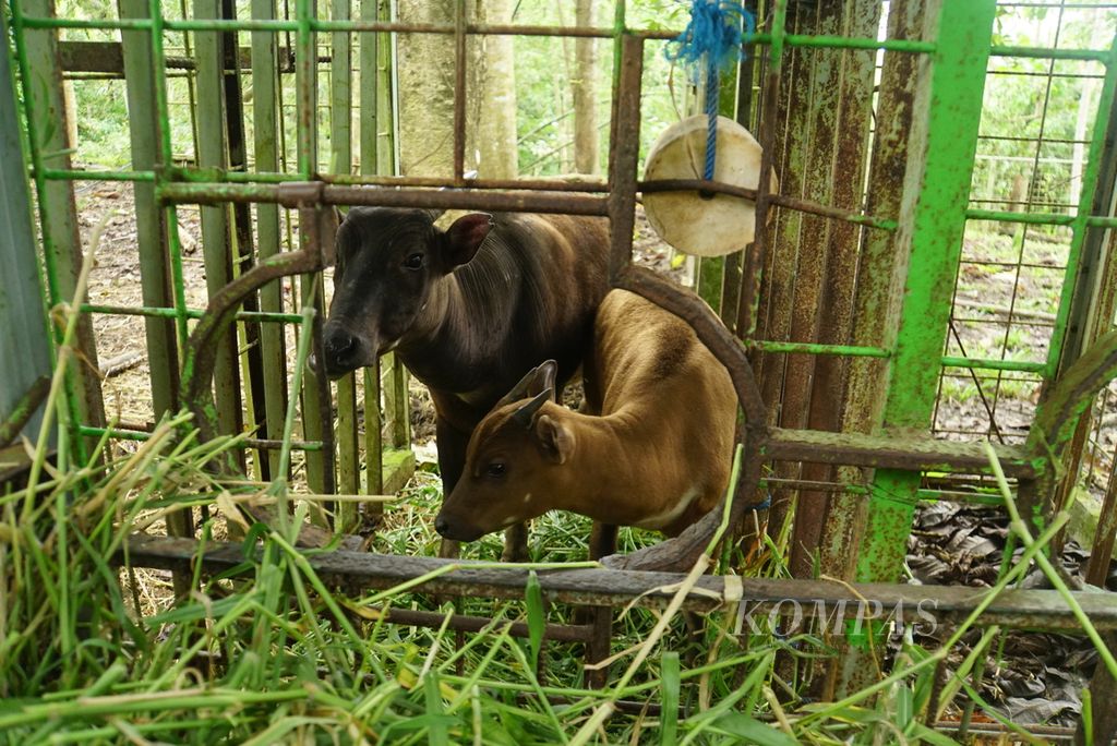 Pasangan induk-anak anoa dataran rendah  bernama Denok  dan Raden  di salah satu kandang Anoa Breeding Center Manado, Sulawesi Utara, Senin (17/7/2023). 