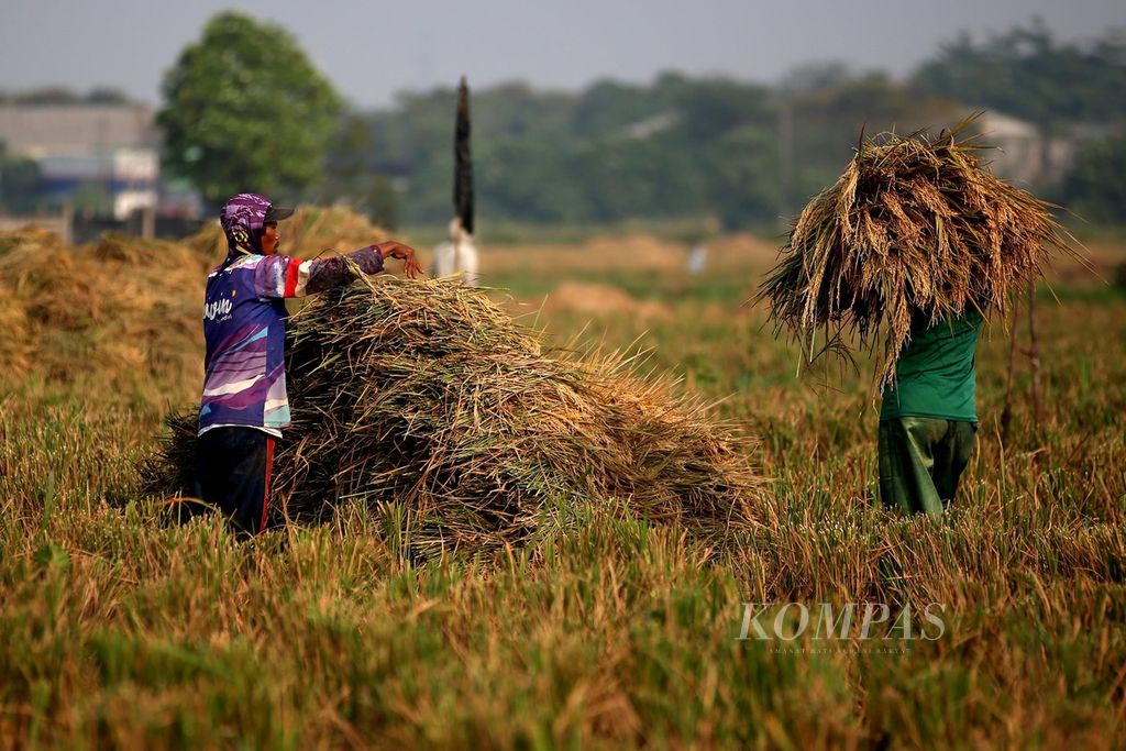 Buruh tani sedang memanen padi di lahan persawahan kawasan Rorotan, Cilincing, Jakarta Utara, Selasa (20/8/2024). Pemerintah memperkirakan produksi beras nasional pada 2024 bakal berkurang 3,8 juta-4 juta ton dari target 32 juta ton. 