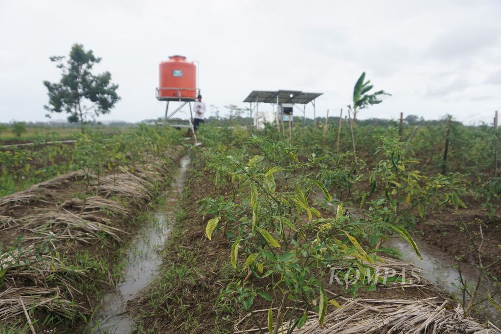 Priyatno (47) memanfaatkan pembangkit listrik tenaga surya untuk menyedot air dari sumur bor di tengah sawah di Desa Kalijaran, Kecamatan Maos, Cilacap, Jawa Tengah, Selasa (11/10/2022).