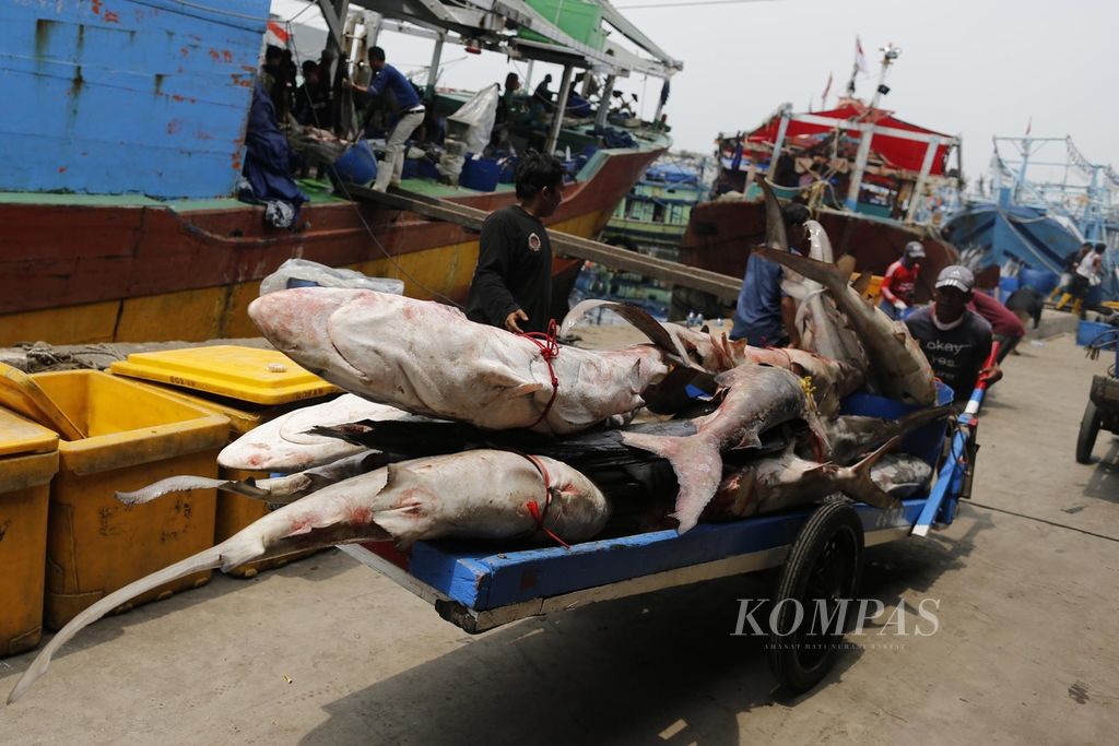 Buruh mengangkut ikan hiu hasil tangkapan dari kawasan perairan di Papua di Dermaga Pelabuhan Muara Angke, Jakarta Utara, Selasa (29/8/2022). Pemerintah berencana menarik pungutan hasil perikanan setelah produksi. 