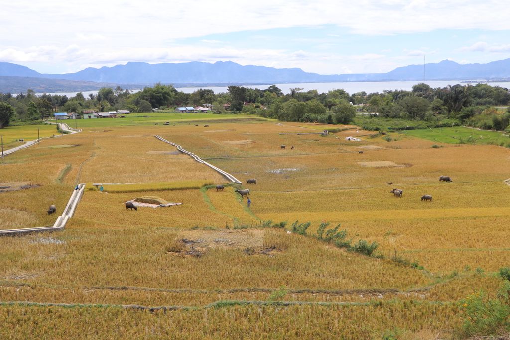 Petani memanen padi di hamparan sawah di tepi Danau Toba di Kecamatan Balige, Kabupaten Toba, Sumatera Utara, Sabtu (30/7/2022).