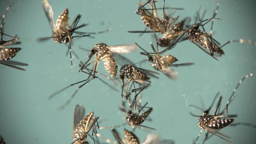 Dalam foto yang diambil pada 29 September 2016, nyamuk <i>Aedes aegypti </i>yang menularkan virus zika berada di sebuah wadah di Fiocruz Institute di Recife, Brasil. Fiocruz Institute di Pernambuco mengumpulkan nyamuk dari banyak area di berbagai tempat di negara bagian itu sebagai upaya eradikasi dari pemerintah negara bagian, misalnya sterilisasi nyamuk jantan agar mereka tidak bereproduksi. 