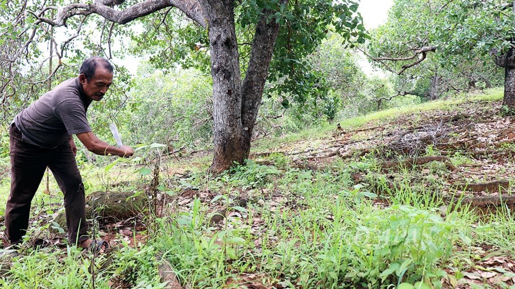 Rasyid (61), warga Desa Roko-roko, Kecamatan Wawonii Tenggara, Kabupaten Konawe Kepulauan, Sulawesi Tenggara, membabat rumput di kebun metenya pada 16 Maret 2019. Berkat mete, Rasyid bisa menyekolahkan anak-anak dan menyejahterakan keluarganya.