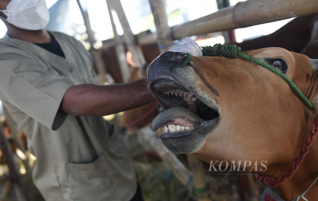 Petugas dari Dinas Ketahanan Pangan dan Pertanian (DKPP) Kota Surabaya melakukan pemeriksaan kondisi mulut sapi yang dijual di salah satu penjual di Jalan Dr Ir H Soekarno, Kota Surabaya, Jawa Timur, Jumat (1/7/2022).