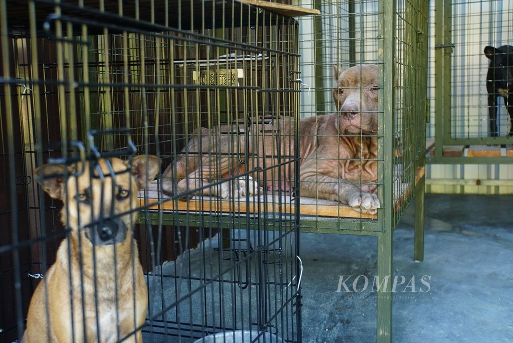 Beberapa anjing yang diselamatkan dari Pasar Beriman Wilken Tomohon dirawat di tempat penampungan (<i>shelter</i>) Animal Friends Manado Indonesia (AFMI), di Lahendong, Tomohon, Sulawesi Utara, pada Sabtu (29/7/2023) sore. 