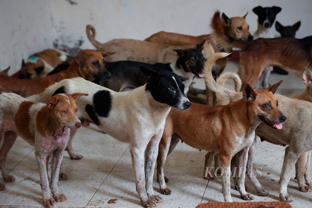 Sejumlah anjing yang berhasil diselamatkan polisi dan aktivis Animal Hope Shelter Indonesia ditampung di sebuah tempat di Kota Semarang, Jawa Tengah,  Selasa (9/1/2024).