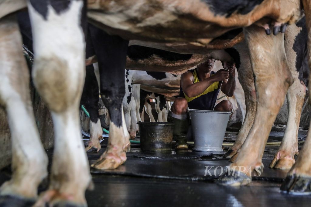 Workers milk cows at a dairy farm in the Pengadegan Utara area, Pancoran, South Jakarta, Friday (21/7/2023).