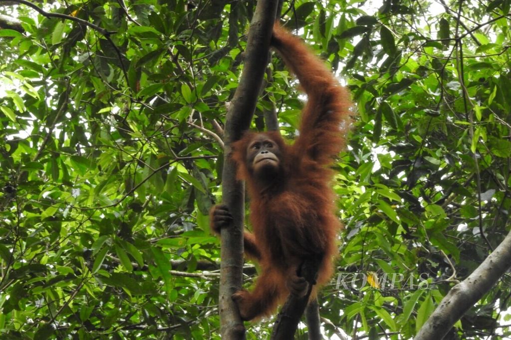 Orangutan sumatera bernama Cut Keke saat dilepasliarkan di cagar alam Jantho, Aceh Besar, Aceh, Kamis (13/2/2020).