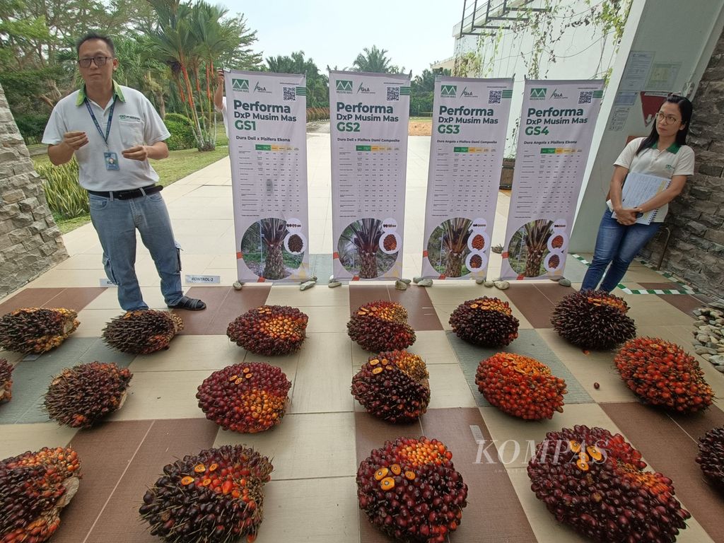 Tim Genetic Research Centre Grup Musim Mas menunjukkan empat varietas baru kelapa sawit di PT Musim Mas, Sorek, Kabupaten Pelalawan, Riau, Selasa (31/10/2023). Empat varietas baru itu rata-rata mampu menghasilkan tandan buah segar sebanyak 28 ton per hektar per tahun dan minyak sawit mentah (CPO) 8,8 ton per hektar per tahun dalam empat tahun pertama panen.