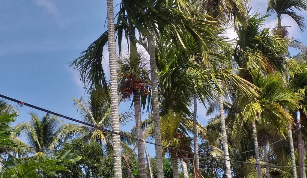 Pohon pinang yang dibudidayakan petani. Buah pinang menjadi salah satu kebutuhan pokok bagi warga Timor yang suka menginang.
