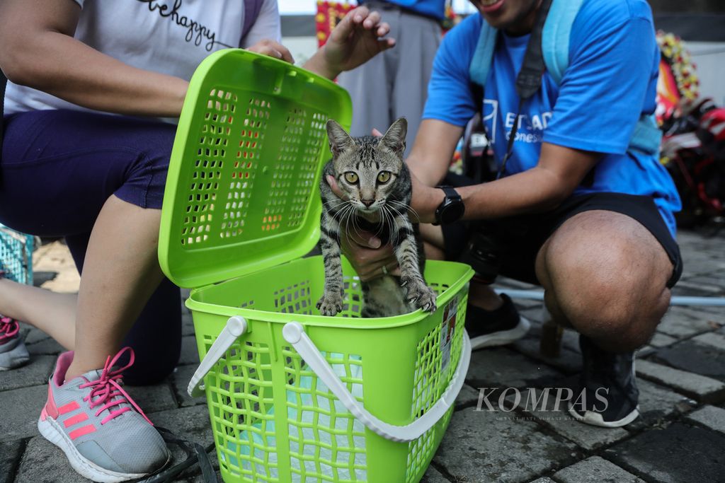 Anggota Let's Adopt Indonesia memasukkan kucing ke dalam keranjang setelah ditangkap di kawasan Gondangdia, Jakarta, Sabtu (8/7/2023). 