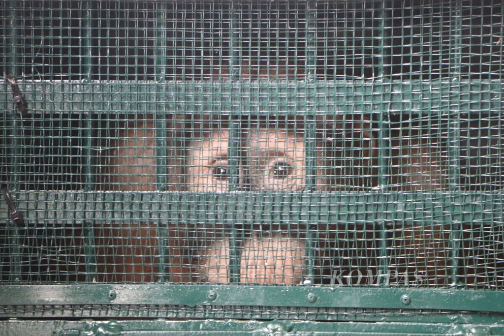 Bayi orangutan sumatera tiba di Bandara Kualanamu, Kabupaten Deli Serdang,  Desember 2020. Satwa itu dipulangkan dari Malaysia setelah menjadi korban perdagangan ilegal.
