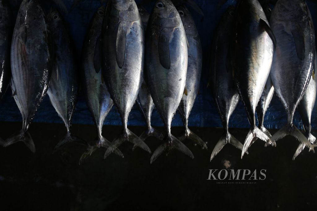 tumpukan tongkol yang dijual pedagang di pasar ikan di kawasan Dermaga Pendaratan Ikan Kota Kendari, Sulawesi Tenggara, Selasa (9/1/2024). Program Penangkapan Ikan Terukur berbasis kuota yang seharusnya mulai diterapkan tahun ini diundur menjadi pada 2025.