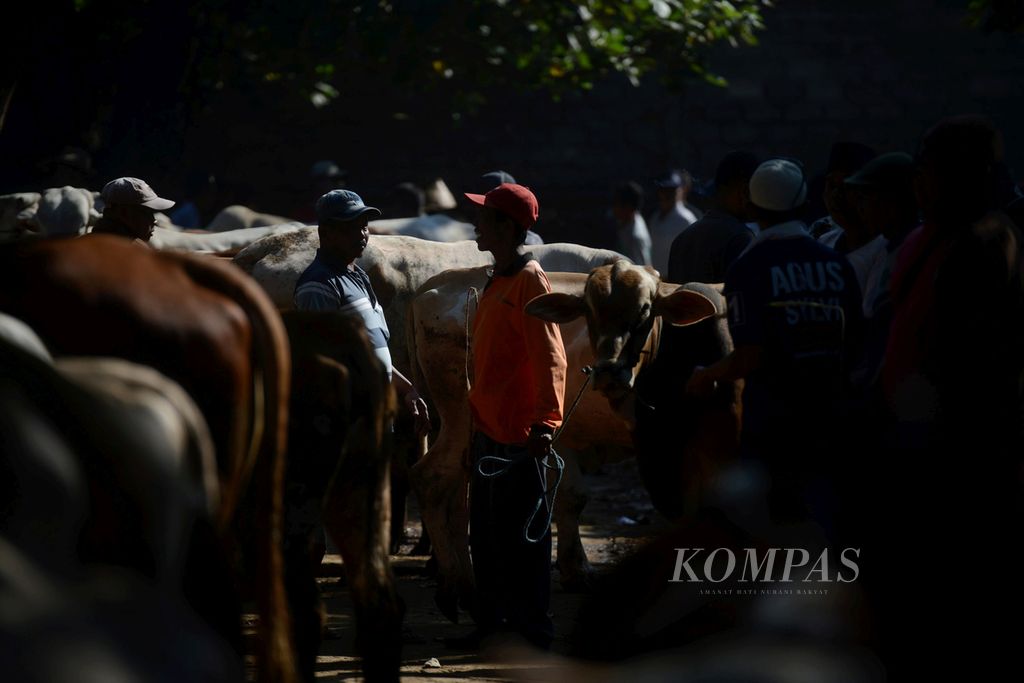 Ilustrasi. Pedagang sapi berkumpul di Pasar Hewan Prambanan, Kabupaten Klaten, Jawa Tengah, Selasa (25/7/2017). 