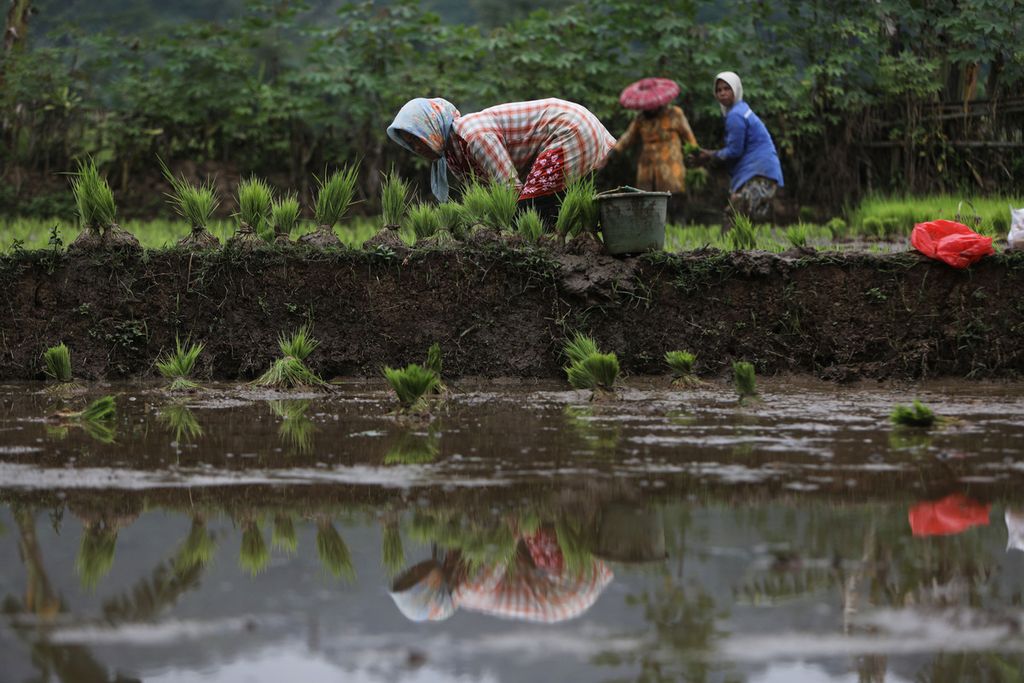 Buruh tani menanam padi areal persawahan di Kampung Sawah, Kecamatan Rumpin, Kabupaten Bogor, Jawa Barat, Minggu (16/1/2022). 