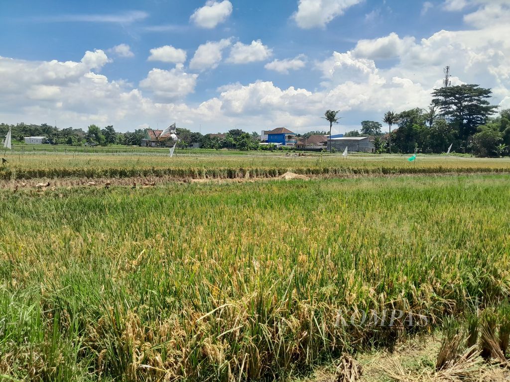 Bulir padi di persawahan Desa Banjararum, Kecamatan Singosari, Kabupaten Malang, Jawa Timur, mulai menguning, Senin (26/2/2024). 