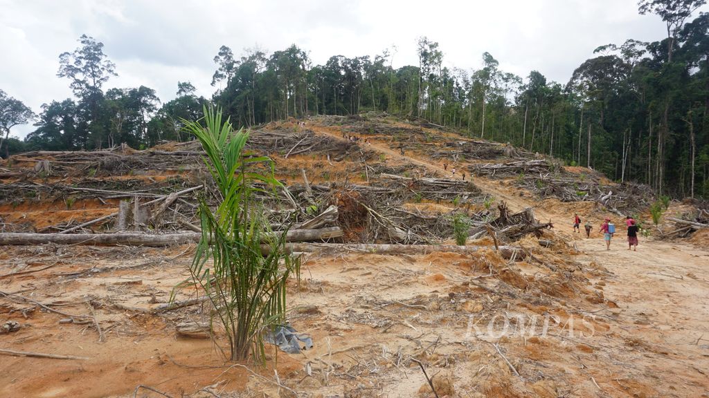 Kondisi hutan milik masyarakat Laman Kinipan yang dibabat perusahaan perkebunan sawit, Januari 2019.