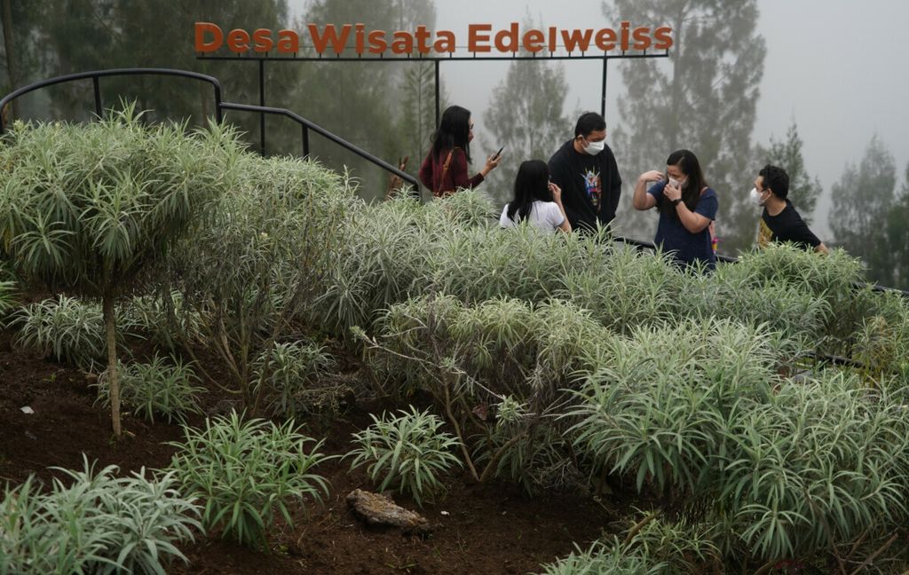 Wisatawan berfoto di hamparan kebun edelweis di desa wisata edelweis di kawasan Gunung Bromo, tepatnya di Desa Wonokitri, Tosari, Pasuruan, Jawa Timur, Minggu (07/11/2021). 