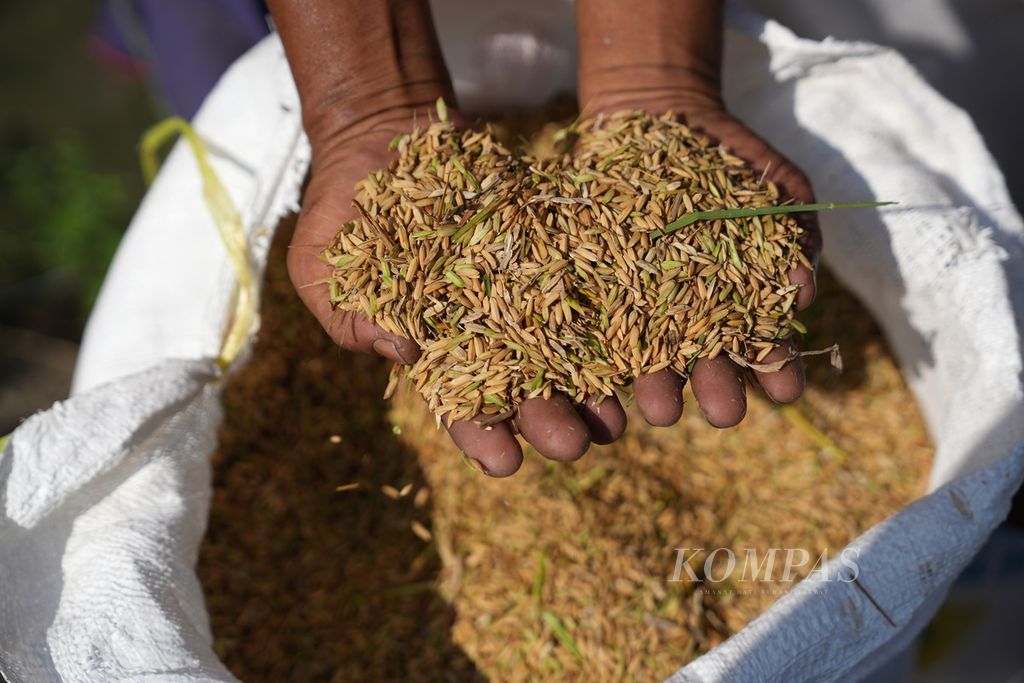 Farm workers display their harvest of Inpari 32 Dry Harvested Rice (GKP) in Sarimukti village, Cibitung district, Bekasi regency, West Java on Friday (April 26, 2024). The Inpari 32 variety of GKP is sold by farmers for Rp 4,000 to Rp 5,000 per kilogram depending on the quality.